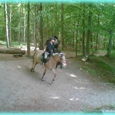 Anden særlig race HURs NOLLE | R.I.P. /': 