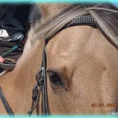 Anden særlig race HURs NOLLE | R.I.P. /': 