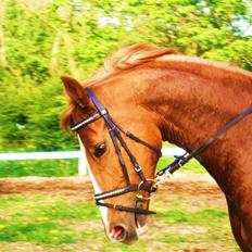 Dansk Varmblod Comtessen *solgt*