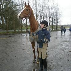 Dansk Varmblod Comtessen *solgt*