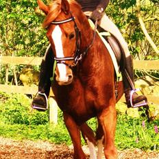 Dansk Varmblod Comtessen *solgt*