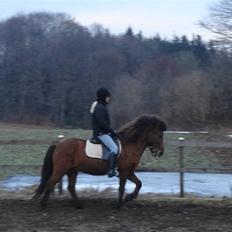 Islænder Jarpur fra Damgård SOLGT