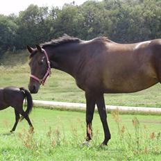 Anglo Araber (AA) Elicia