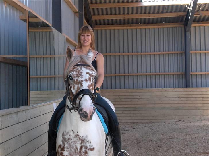 Appaloosa Dutch - 23/6 billede 12