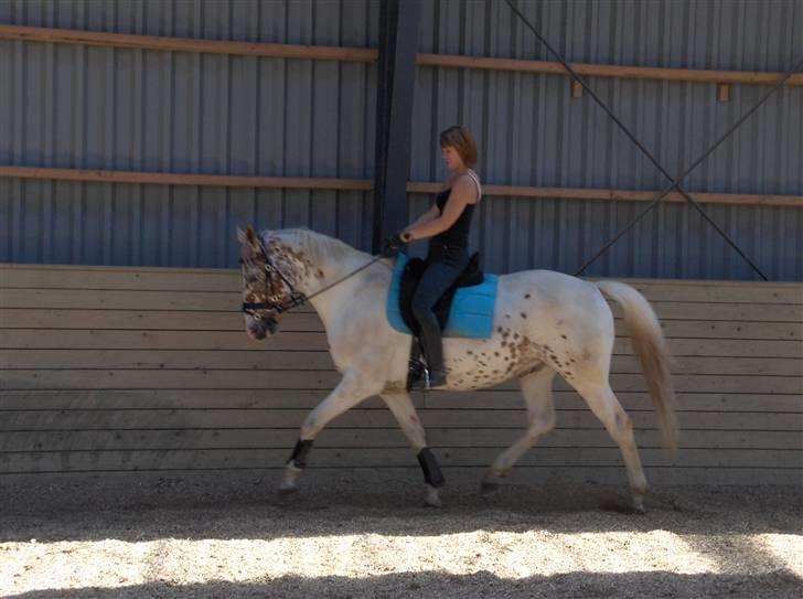 Appaloosa Dutch - 23/6 billede 13