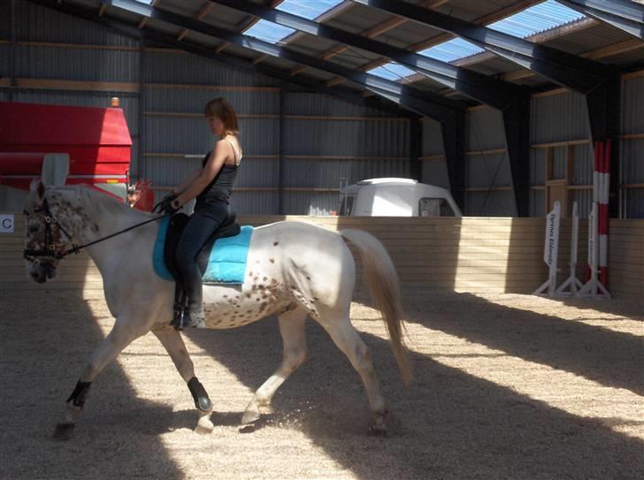 Appaloosa Dutch - 23/6 billede 15