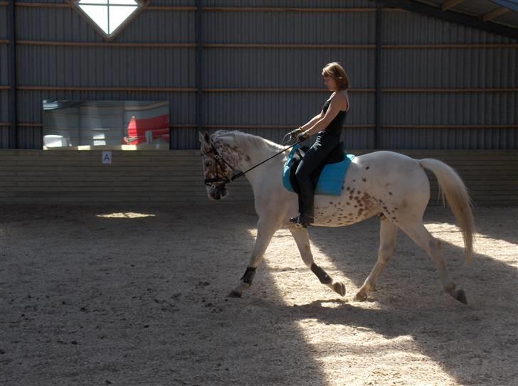 Appaloosa Dutch - 23/6 billede 16