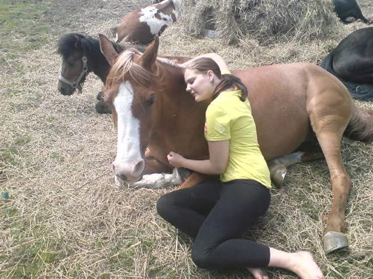 Arabisk fuldblod (OX) Stuntwan Miss you /Solgt/ - Orrhh.. så kært <33 billede 18
