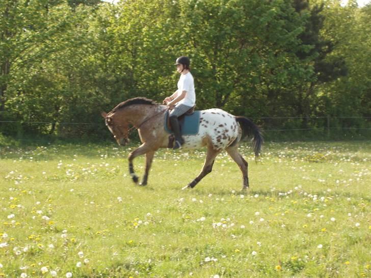 Knabstrupper Fredderikstens: Vanice  - God rummelig galop - Dejlig tur på marken - Træning til roskilde dyrskue.  d.2 Juni *Nyt* billede 15