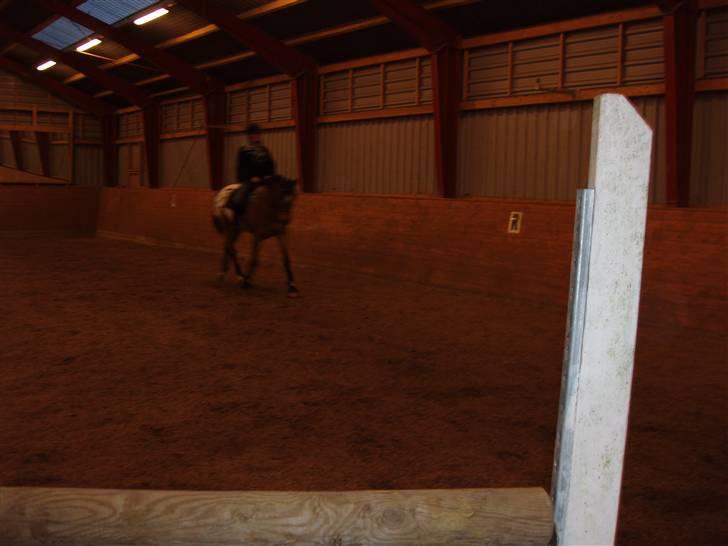 Knabstrupper Fredderikstens: Vanice  - Taget d.21/2.08 * (Undskylder at det er en smule mørkt) billede 16