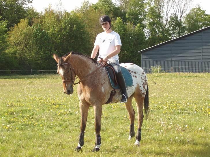 Knabstrupper Fredderikstens: Vanice  - Parade - Dejlig tur på marken - Træning til roskilde dyrskue.  d.2 Juni *Nyt* billede 17