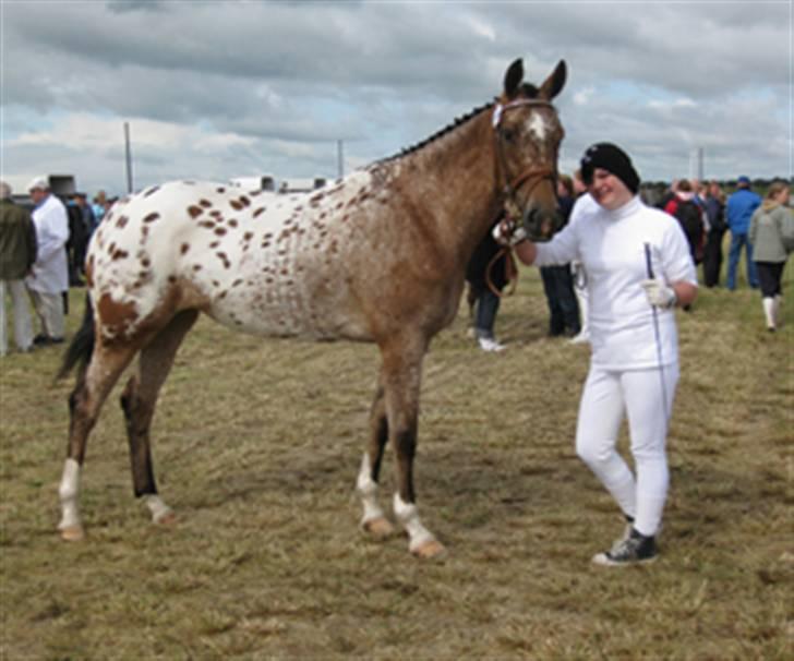 Knabstrupper Fredderikstens: Vanice  - Roskilde dyrskue 09 - 24 Point og ærespræmie :D billede 18