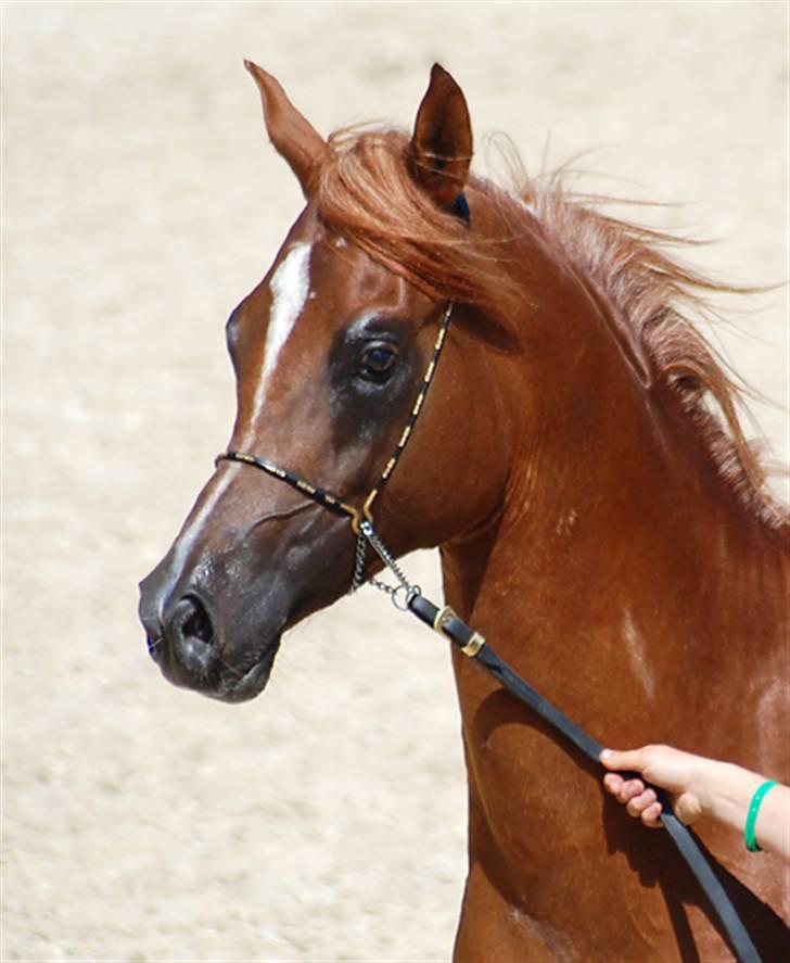 Arabisk fuldblod (OX) Al Waseef Estopa of tas - Foto: Mai-Britt / Kida Arabians billede 7