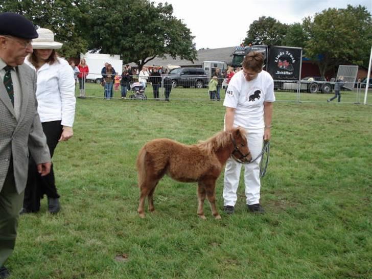 Shetlænder Østervangs Maggie M. billede 14