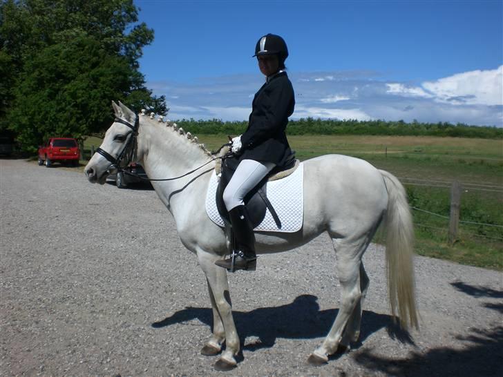 Welsh Pony af Cob-type (sec C) Melissa of gade  - charlotte og melissa før deres første LB1 som de vaaandt<33 billede 18