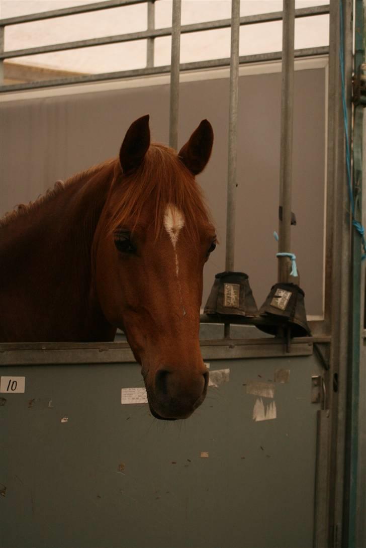 Welsh Cob (sec D) Kielshoop Honeyrose Solgt - Rosie i boksen på morsø 08 - foto: sisse <3 billede 18