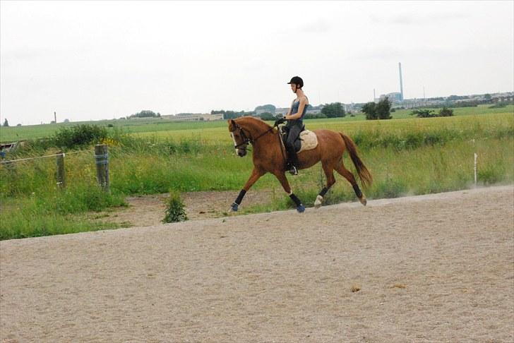 Tysk Sportspony Vanja 2 *R.I.P.* - Billede taget i 2010     -----                    Vanja 10. gang jeg sidder på hende efter 1½ pga vores påkørsel i Marts 2009 billede 3