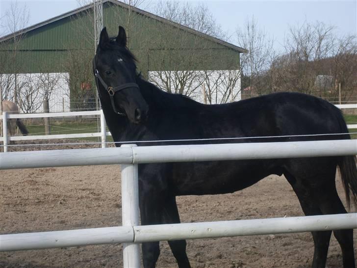 Dansk Varmblod deluxe  himmel hest - hey ja så man blevet et år  jubi er jeg ikke bare lækker he he  billede 1