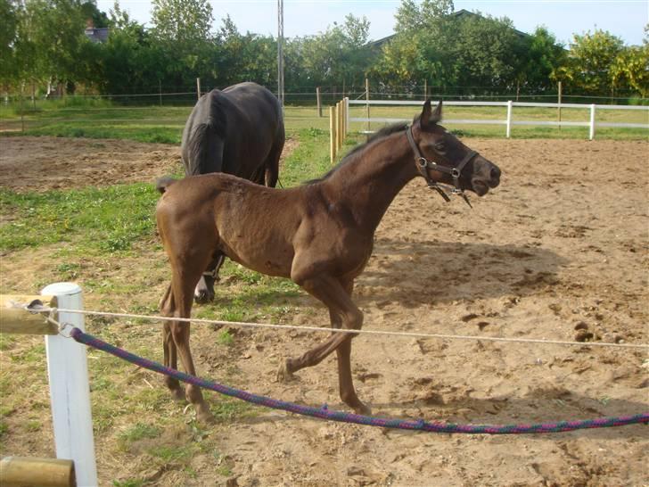 Dansk Varmblod deluxe  himmel hest billede 2