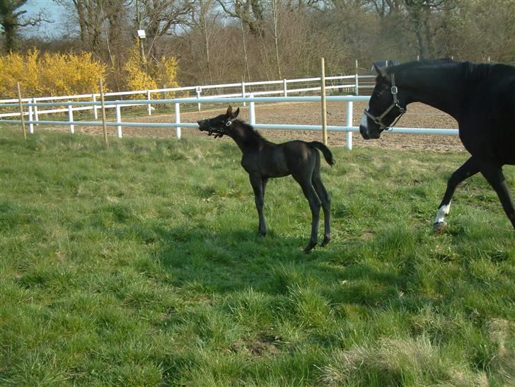 Dansk Varmblod deluxe  himmel hest billede 3