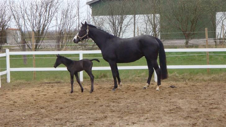 Dansk Varmblod deluxe  himmel hest billede 4