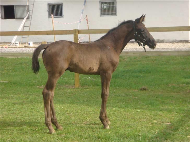 Dansk Varmblod deluxe  himmel hest billede 5