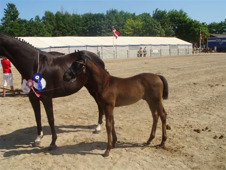 Dansk Varmblod deluxe  himmel hest billede 6