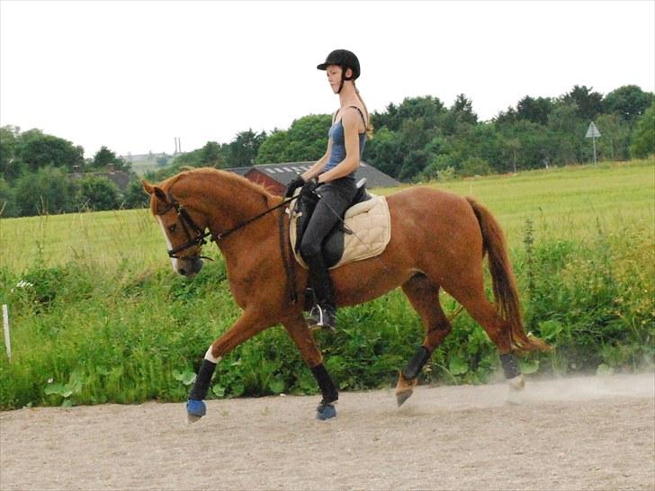 Tysk Sportspony Vanja 2 *R.I.P.* - Vanja efter hun havde stået i knapt 1½ år billede 10