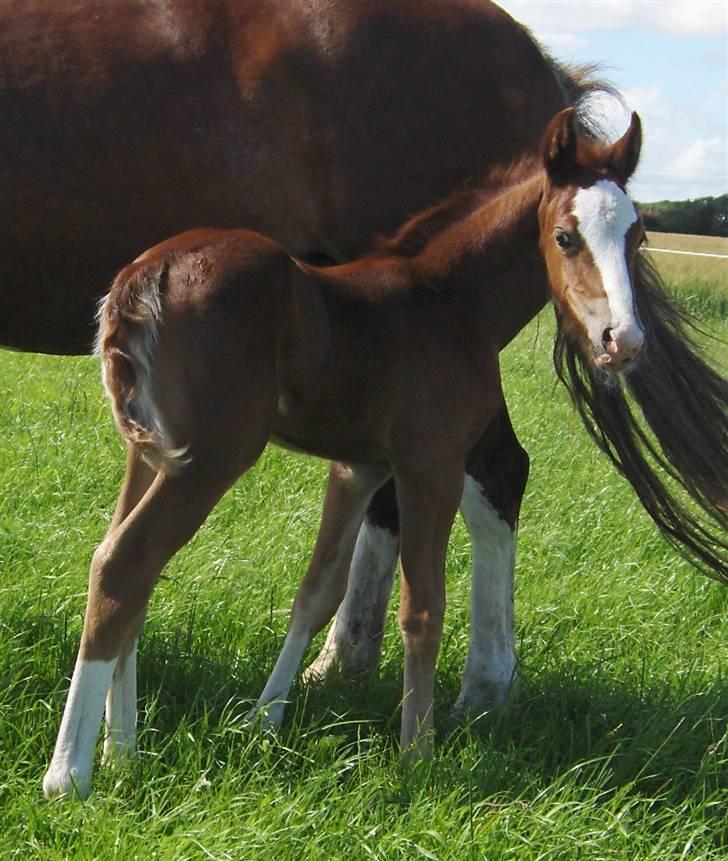 Welsh Cob (sec D) skovsmindes Sympathizer - første gang på fold billede 11