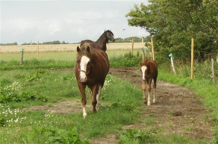 Welsh Cob (sec D) skovsmindes Sympathizer - Som to dråber vand er vi næsten mor, du og jeg - jeg er bare lidt sejere! billede 12