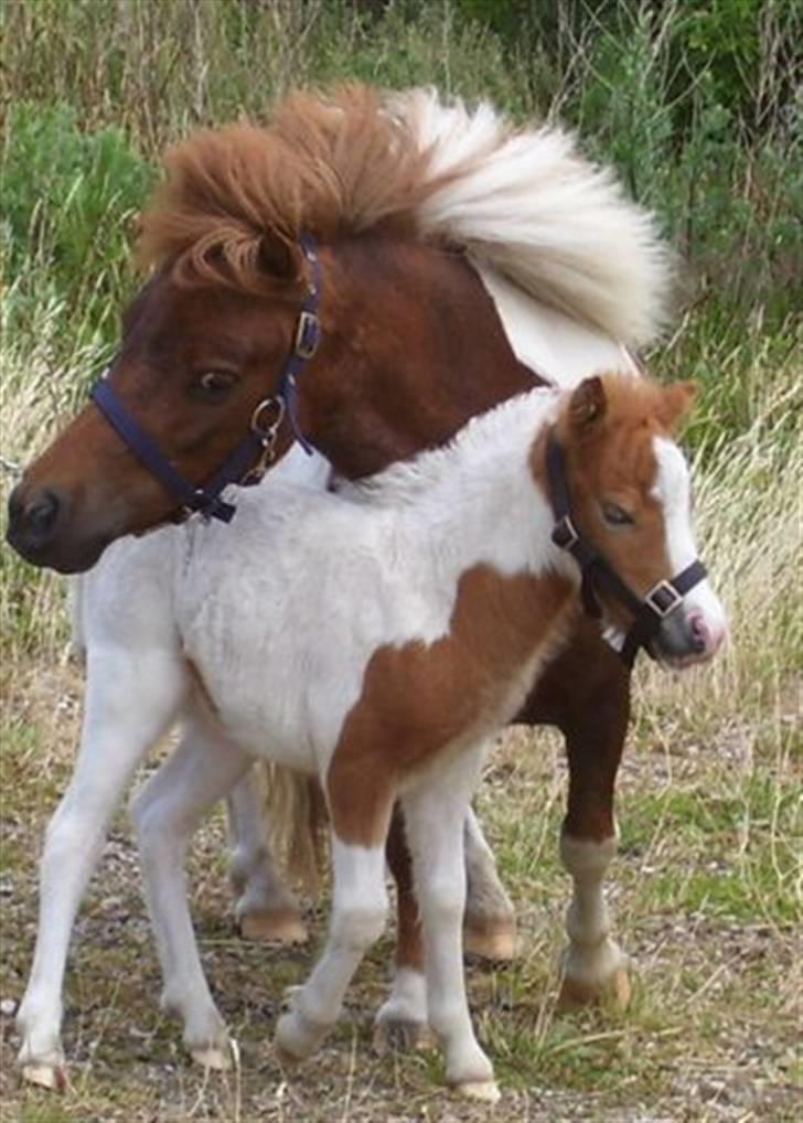 Miniature Ekko af Hertz - vil du ikke nusse mig lidt mor billede 9