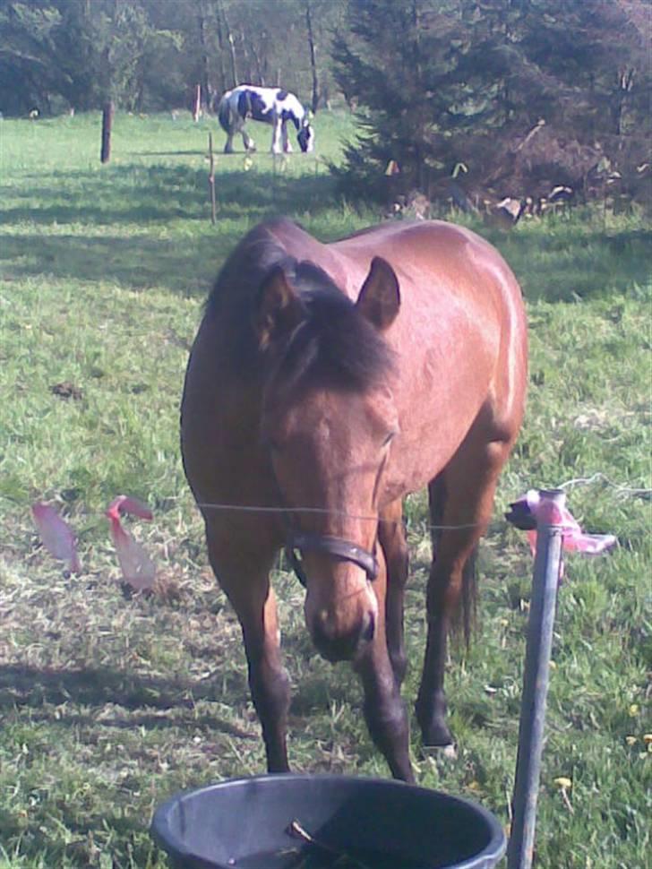 Traver Liselotte Astrup billede 9