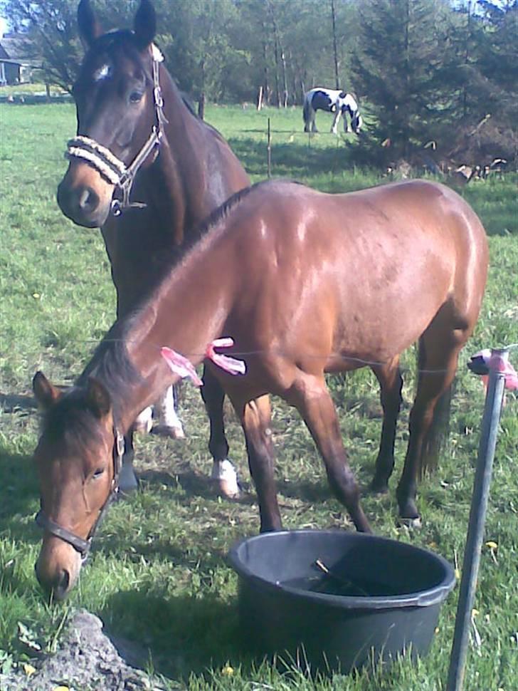 Traver Liselotte Astrup billede 10