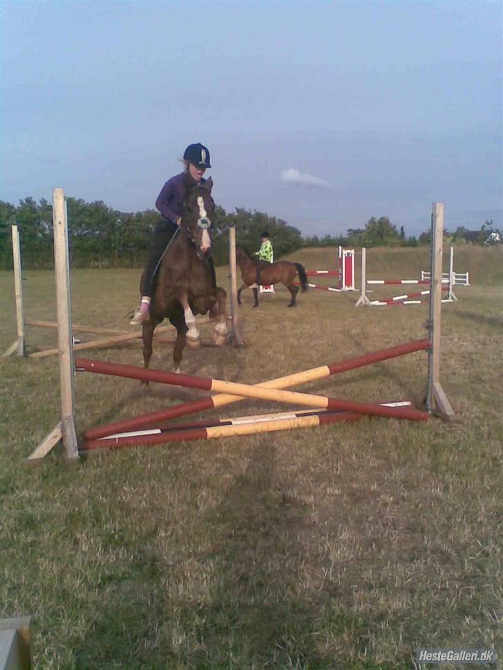 Anden særlig race Irish image SOLGT :'( billede 13