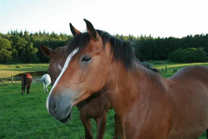 New Forest Lundemarksgaards Hero - Hero på folden billede 12