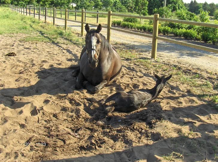 Dansk Varmblod Mani - Lige da Mani havde fået sit føl <3333 billede 14