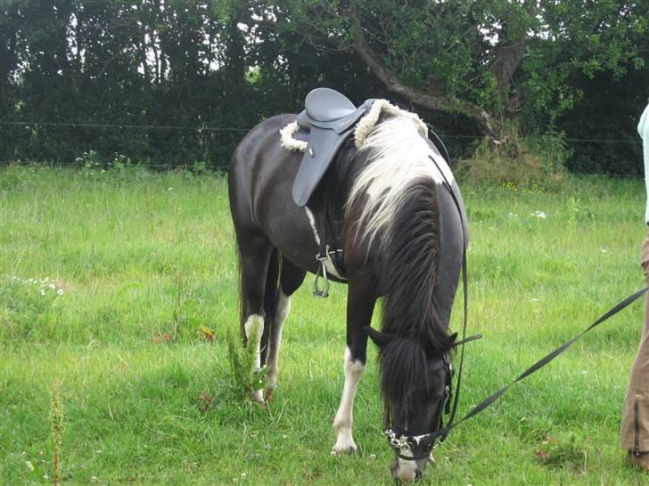 Islænder Katla *tidl. tilridning* - #10 En belønning efter dagens arbejde :p billede 10