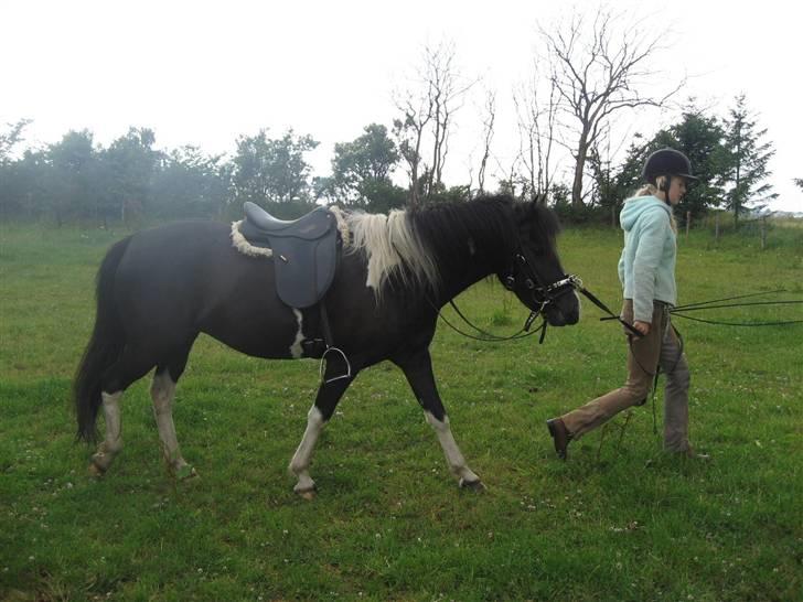 Islænder Katla *tidl. tilridning* - #11 Katla og jeg billede 11