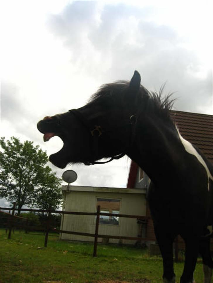 Islænder Katla *tidl. tilridning* - #12 Gaab x) billede 12