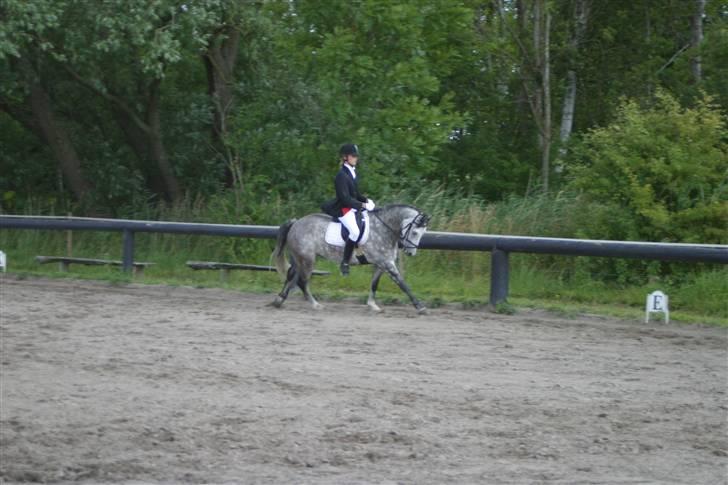 New Forest Firfod Filejs - Solgt - Dressur. 3 PLADS, Disiplin vinder (terræn) - Military Stævne - Sommer 2008 billede 17