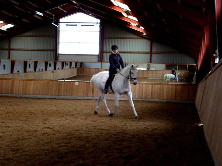 Trakehner Lovely - » dressur i ridehallen (: » Fotograf: Tia && billede 4