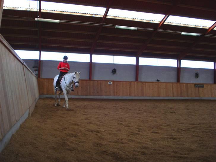 Trakehner Lovely - » skridtpause (: » Fotograf: Tia && billede 9