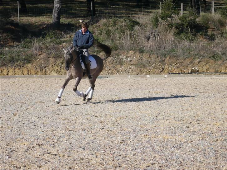 Sorraia Temudo  billede 3