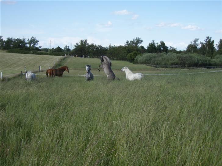 Sorraia Temudo  billede 13