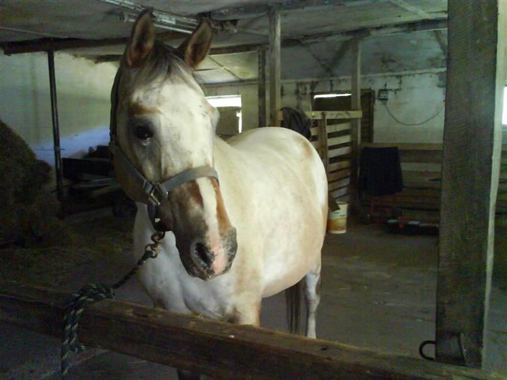 Anden særlig race Chumin Daverhøj. billede 1