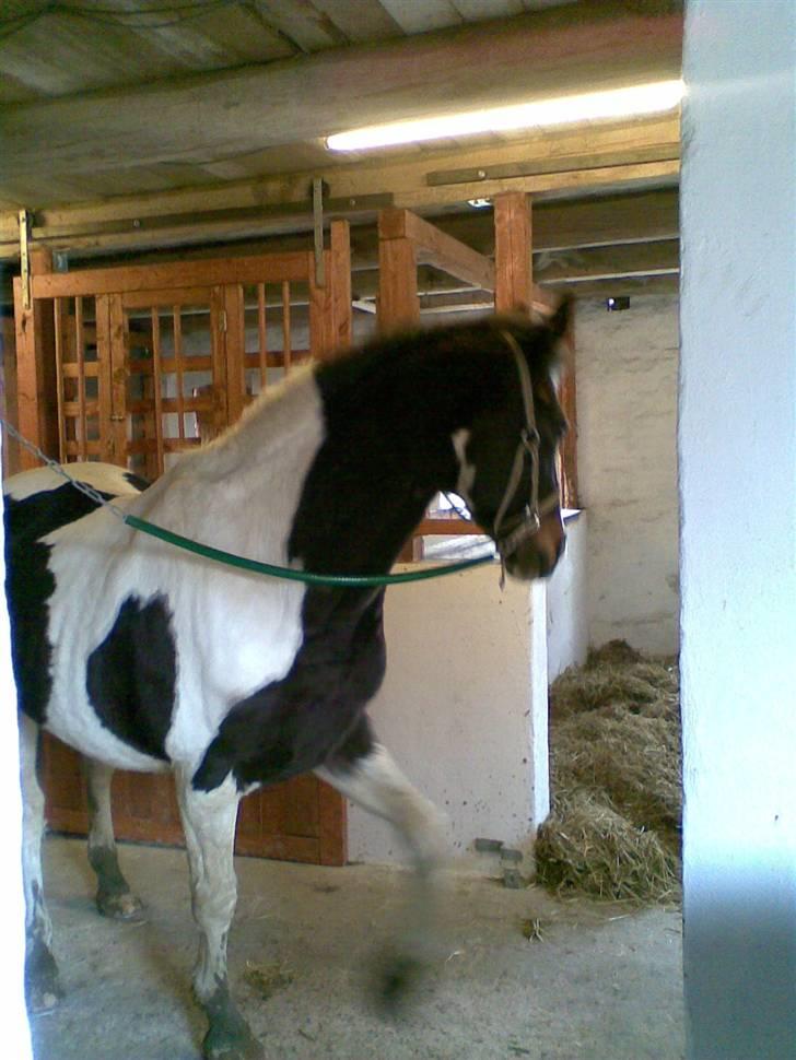 Pinto filur(ejer mejse)Aflivet billede 9