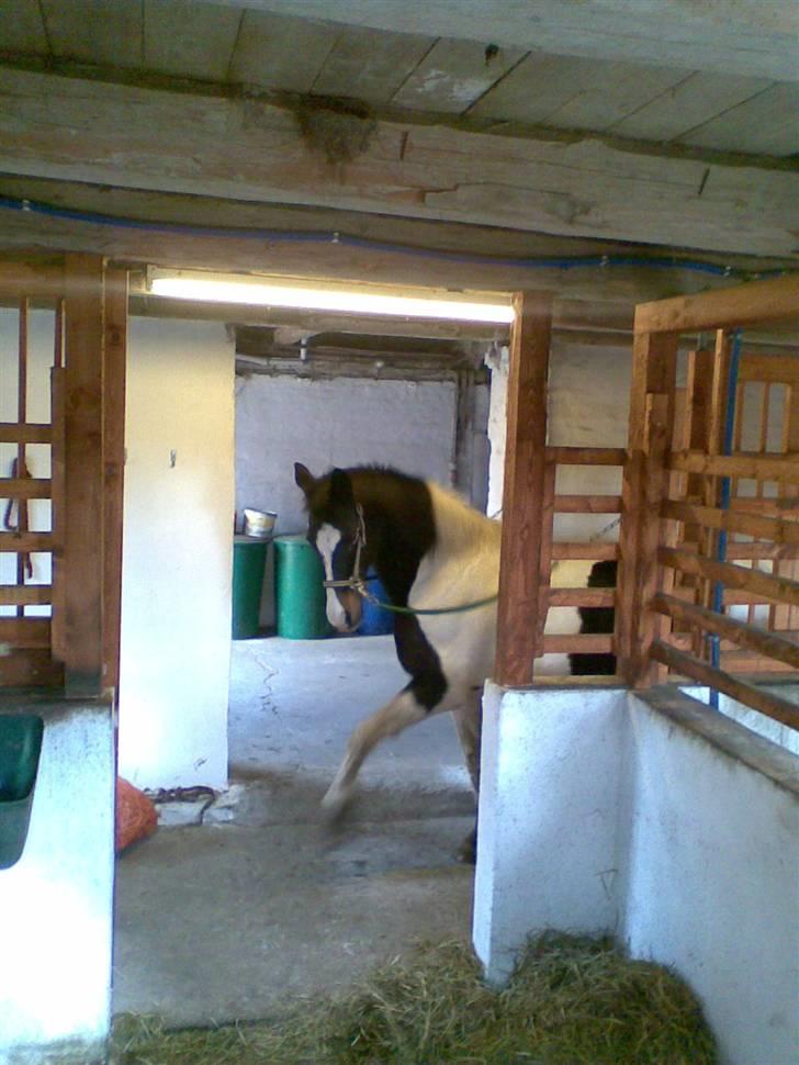 Pinto filur(ejer mejse)Aflivet billede 10