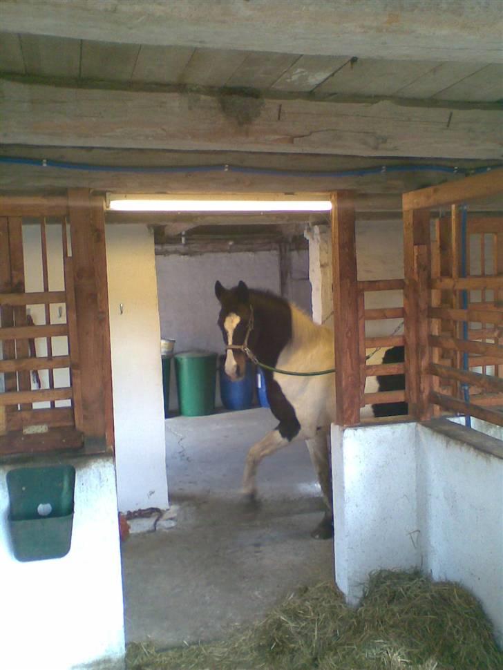 Pinto filur(ejer mejse)Aflivet billede 11