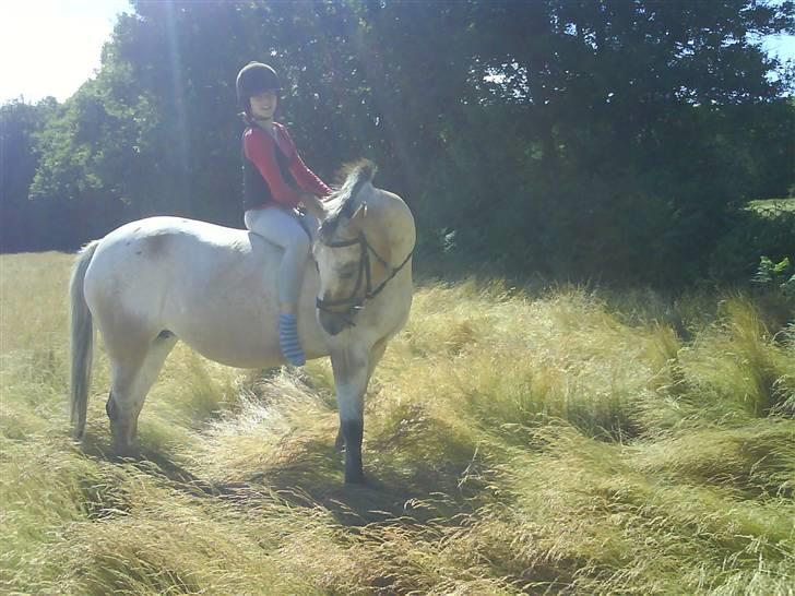 Anden særlig race Chumin Daverhøj. billede 2