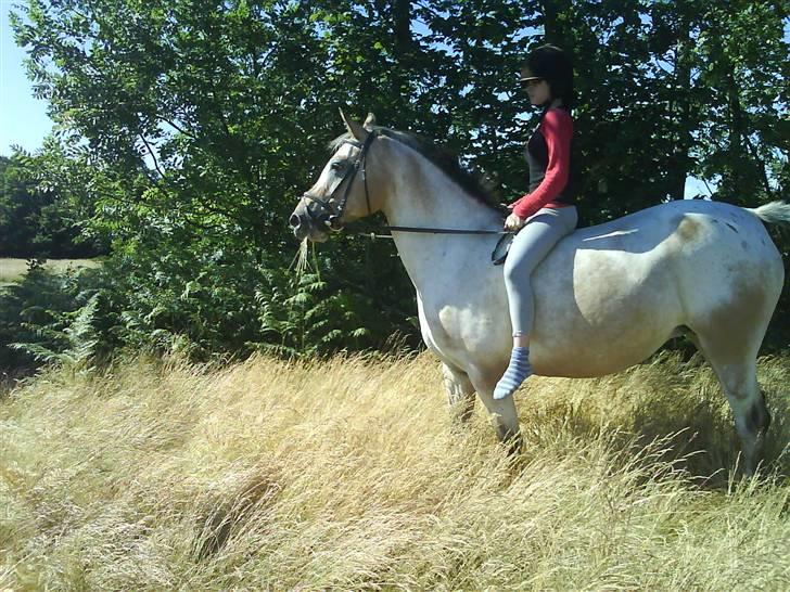 Anden særlig race Chumin Daverhøj. billede 3
